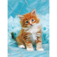 NORIMPEX Diamantové maľovanie Ryšavé mačiatko na modrom pozadí 30x40cm