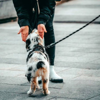 Obojok s vodítkom 1,5 m pre psa - červený