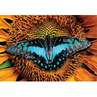 INTERDRUK Puzzle Colorful Nature: Motýľ 250 dielikov