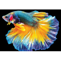 INTERDRUK Puzzle Colorful Nature: Ryba 250 dielikov