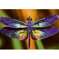 INTERDRUK Puzzle Colorful Nature: Vážka 250 dielikov