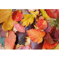 MAGNOLIA Puzzle Farebné lístie 1000 dielikov