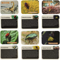 Archeologická sada - Jantárové fosílie hmyzu