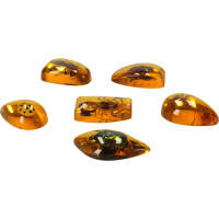 Archeologická sada - Jantárové fosílie hmyzu