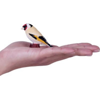 Mojo Stehlík obyčajný v krabičke