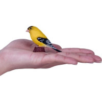 Mojo Stehlík americký v krabičke