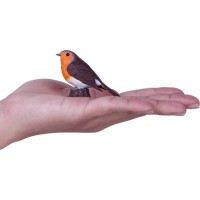 Mojo Červenka obyčajná v krabičke