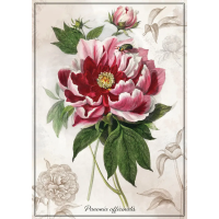 INTERDRUK Puzzle Botanic: Pivonka 1000 dielikov