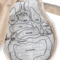 Bábika na učenie anatómie - chlapec