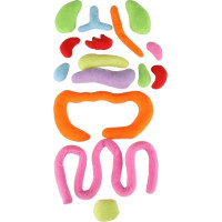 Bábika na učenie anatómie - chlapec