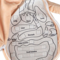 Bábika na učenie anatómie - dievča