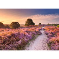 RAVENSBURGER Puzzle Ružová cesta 1000 dielikov