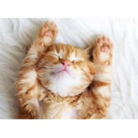 RAVENSBURGER Puzzle Spiaci chlpáčik 500 dielikov