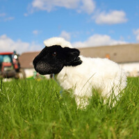 Rappa Plyšová ovca 27 cm ECO-FRIENDLY