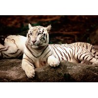 Puzzle Bengálsky tiger - 1500 dielikov