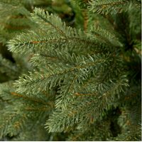 Vánoční stromek - diamantová borovice [CLONE] [CLONE] [CLONE] [CLONE] [CLONE] [CLONE] [CLONE] [CLONE]