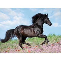 RAVENSBURGER Puzzle Čierny žrebec XXL 200 dielikov