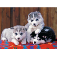 RAVENSBURGER Puzzle Šteňatá husky XXL 200 dielikov
