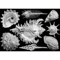 CLOUDBERRIES Puzzle Shells 1000 dielikov