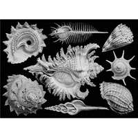 CLOUDBERRIES Puzzle Shells 1000 dielikov