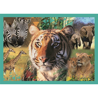 TREFL Puzzle Animal Planet: Záhadný svet zvierat 4v1 (35,48,54,70 dielikov)