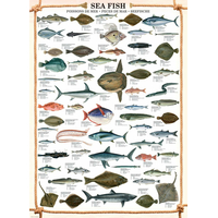 EUROGRAPHICS Puzzle Morské ryby 1000 dielikov