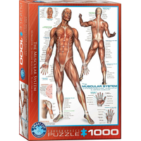 EUROGRAPHICS Puzzle Svalová sústava 1000 dielikov