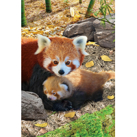 EUROGRAPHICS Puzzle Save Our Planet: Pandy červené XL 250 dielikov