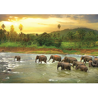EUROGRAPHICS Puzzle Save Our Planet: Dažďový prales 1000 dielikov