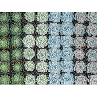 GALISON Obojstranné puzzle Záhrada sukulentov 500 dielikov