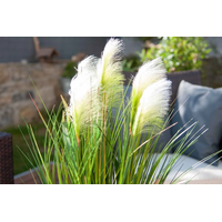 Umelá tráva pampová - 90 cm - ecru biela