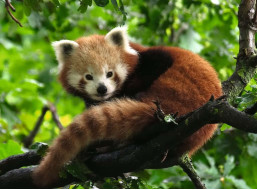 RAVENSBURGER Puzzle Panda červená 500 dielikov