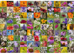 RAVENSBURGER Puzzle Včely na kvetoch 1000 dielikov