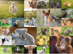 RAVENSBURGER Puzzle Koláž zvieracích mláďat XXL 200 dielikov