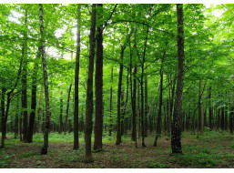 Moderné fototapety - Les - 360x270 cm