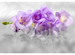 Moderné fototapety - Nežná orchidea - 360x270 cm
