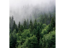 Moderné fototapety - Les v rannej hmle - 225x270 cm