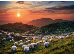 HEYE Puzzle Ovce a sopky 1000 dielikov