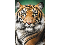 TREFL Puzzle Tigrie portrét 1500 dielikov