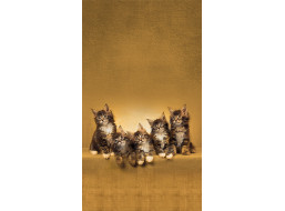 Dizajnový záves - Mačky - 140x245 cm
