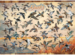 COBBLE HILL Puzzle Kačice Severnej Ameriky 1000 dielikov
