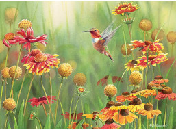 COBBLE HILL Puzzle Kolibríky 500 dielikov