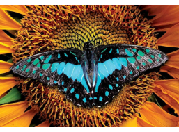 INTERDRUK Puzzle Colorful Nature: Motýľ 250 dielikov
