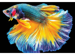 INTERDRUK Puzzle Colorful Nature: Ryba 250 dielikov