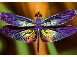 INTERDRUK Puzzle Colorful Nature: Vážka 250 dielikov