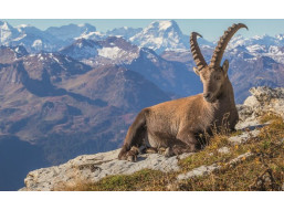 RAVENSBURGER Puzzle Kamzík v údolí Toggenburg 1000 dielikov