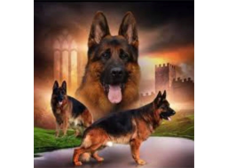 NORIMPEX Diamantové maľovanie Svorka nemeckých ovčiakov 30x40cm