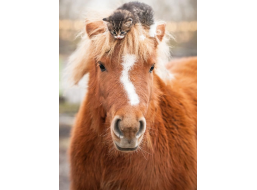 RAVENSBURGER Puzzle Poník a mačiatko 500 dielikov