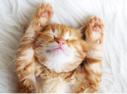 RAVENSBURGER Puzzle Spiaci chlpáčik 500 dielikov