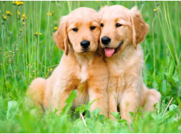 RAVENSBURGER Puzzle Šteniatka 500 dielikov